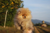 Photo №4. I will sell pomeranian in the city of Kučevo. breeder - price - negotiated