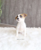 Photo №2 to announcement № 99574 for the sale of jack russell terrier - buy in Germany private announcement, from nursery, from the shelter, breeder