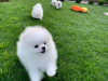 Photo №4. I will sell pomeranian in the city of Freiburg im Breisgau. private announcement - price - 280$