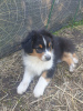 Photo №2 to announcement № 69332 for the sale of australian shepherd - buy in Russian Federation private announcement