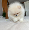 Additional photos: Pomeranian puppies