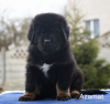 Additional photos: Tibetan Mastiff puppies