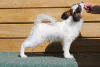 Photo №2 to announcement № 66923 for the sale of papillon dog - buy in Belarus from nursery, breeder