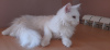 Additional photos: Sale of kittens, cats, Maine Coon cat