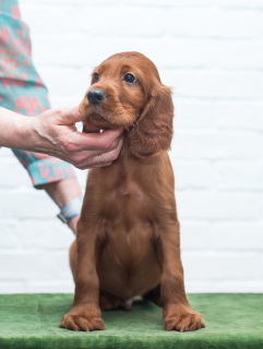 Additional photos: Irish Setter Puppies