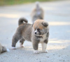 Additional photos: Akita Inu puppies