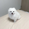 Photo №1. pomeranian - for sale in the city of Флоренс | negotiated | Announcement № 17532