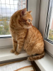 Photo №3. Bright sunshine red cat Panya is looking for a home!. Russian Federation