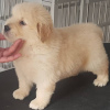 Additional photos: Healthy cute adorable and socialized Golden retriever puppies available