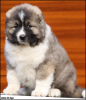 Additional photos: Caucasian Shepherd puppies