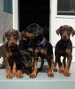 Photo №1. dobermann - for sale in the city of Krakow | Is free | Announcement № 63284