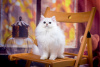 Photo №3. Silver fluffy Scottish cat. Russian Federation