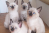 Photo №2 to announcement № 99036 for the sale of siamese cat - buy in Hungary 