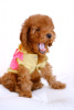 Photo №1. poodle (toy) - for sale in the city of Торонто | negotiated | Announcement № 9578