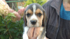 Photo №1. beagle - for sale in the city of Smorgon | 176$ | Announcement № 13044
