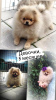 Photo №4. I will sell pomeranian in the city of Minsk. breeder - price - 300$