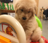 Photo №3. !! **Golden Retriever Puppies for sale**. United States