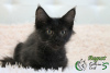 Photo №1. maine coon - for sale in the city of St. Petersburg | 540$ | Announcement № 15231