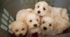 Photo №1. maltese dog - for sale in the city of Неаполь | 581$ | Announcement № 127686