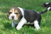 Photo №1. beagle - for sale in the city of Brussels | negotiated | Announcement № 124773