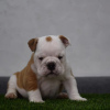 Additional photos: English bulldog puppies