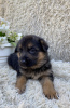 Photo №4. I will sell german shepherd in the city of Dnipro. breeder - price - negotiated