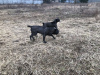 Photo №4. I will sell cane corso in the city of Kiev. private announcement, breeder - price - negotiated