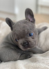 Photo №4. I will sell french bulldog in the city of Londonderry. private announcement - price - 568$
