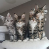 Photo №2 to announcement № 114047 for the sale of maine coon - buy in Germany private announcement