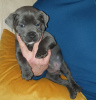 Photo №2 to announcement № 18150 for the sale of staffordshire bull terrier - buy in United Kingdom private announcement