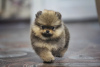 Photo №4. I will sell  in the city of Ust-Kamenogorsk. from nursery, breeder - price - 4700$