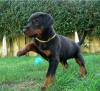 Photo №1. dobermann - for sale in the city of Stockholm | negotiated | Announcement № 96300