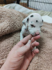 Photo №4. I will sell dalmatian dog in the city of Scarborough. breeder - price - 500$