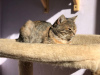 Additional photos: A very miniature affectionate cat is looking for a home