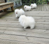 Photo №3. KC White Pomeranian. Romania