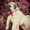 Photo №1. pug - for sale in the city of Odessa | 257$ | Announcement № 13253