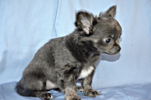 Additional photos: Chihuahua. Puppies