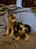 Photo №2 to announcement № 125406 for the sale of siberian husky - buy in Germany 