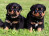 Photo №1. rottweiler - for sale in the city of Paris | negotiated | Announcement № 76032