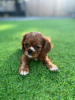 Photo №1. cavalier king charles spaniel - for sale in the city of Essen | 317$ | Announcement № 90320