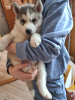 Photo №4. I will sell siberian husky in the city of Tallinn. private announcement - price - negotiated