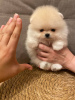 Photo №2 to announcement № 110361 for the sale of pomeranian - buy in Germany private announcement