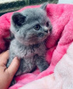 Photo №1. british shorthair - for sale in the city of Москва | 475$ | Announcement № 117861