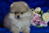 Photo №3. Pomeranian boy - cream sable. Russian Federation