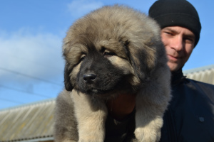 Photo №2 to announcement № 4212 for the sale of caucasian shepherd dog - buy in Ukraine private announcement