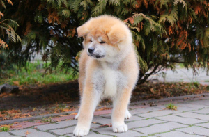 Photo №3. Japanese Akita Inu puppies buy a KSU puppy dog appreciated Akіti hahiko puppy. Ukraine