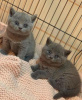 Photo №1. british shorthair - for sale in the city of Амстердам | negotiated | Announcement № 75590