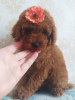 Additional photos: Selling miniature poodle red brown