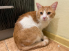 Additional photos: The wonderful red cat Bonechka is looking for a home and a loving family!