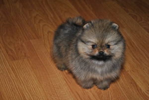 Photo №1. pomeranian - for sale in the city of Vitebsk | 976$ | Announcement № 481